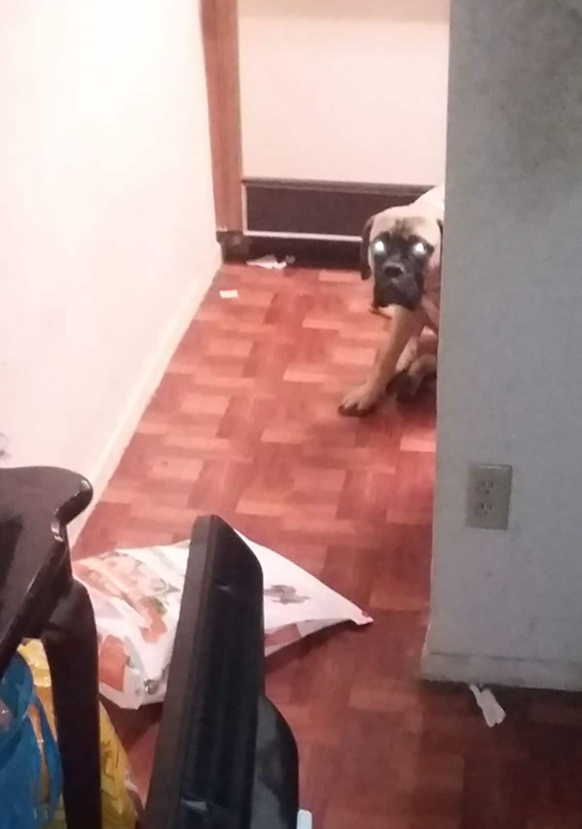 brown bullmastiff sitting on kitchen floor with a dog food packet fallen over