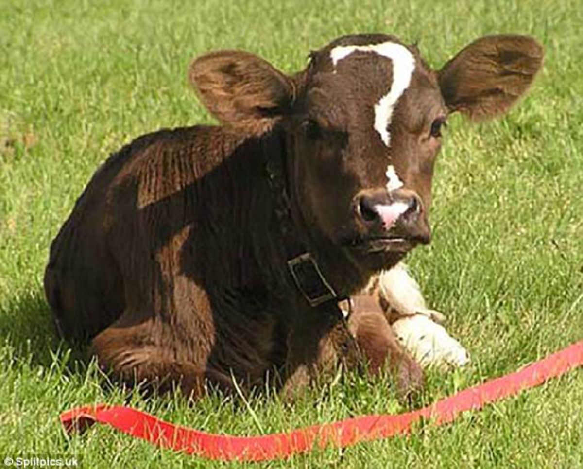 brown calf with a white question mark on the face