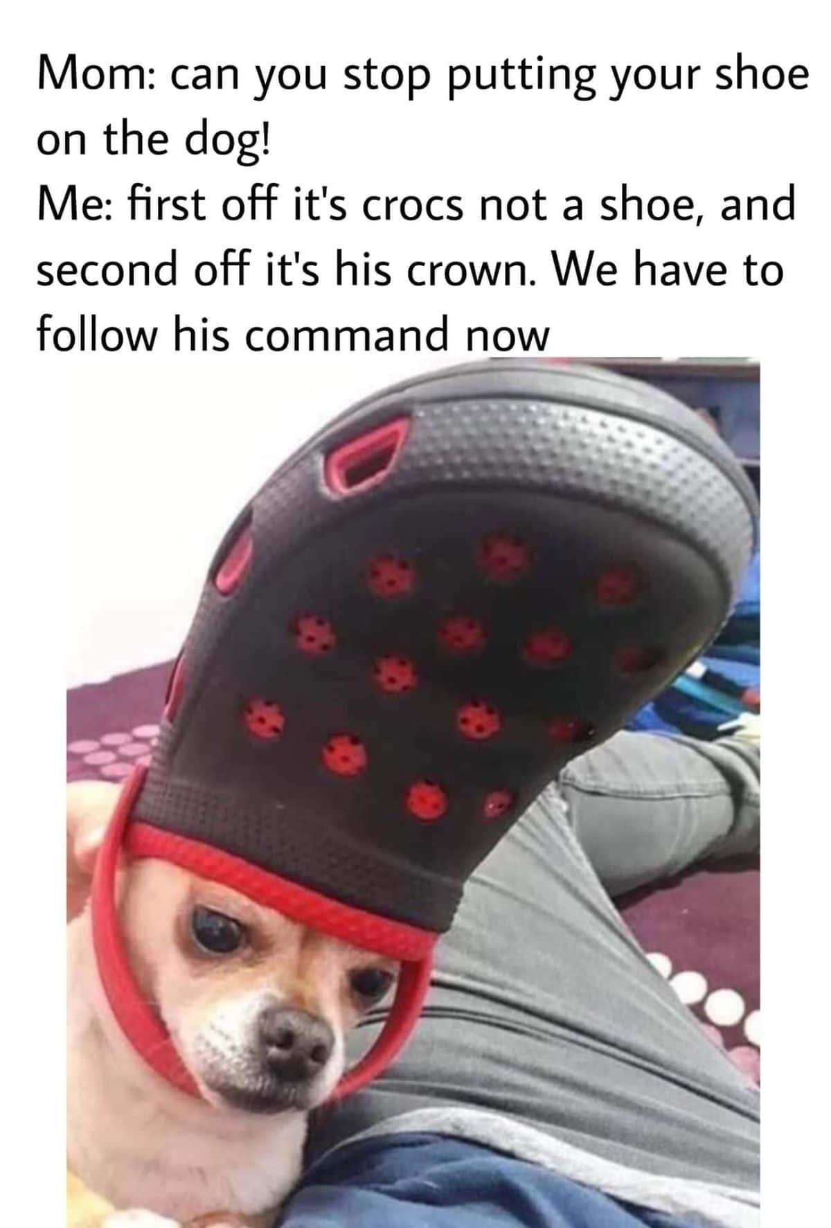 brown chihuahua with black and red croc on the head with the strap under the chin
