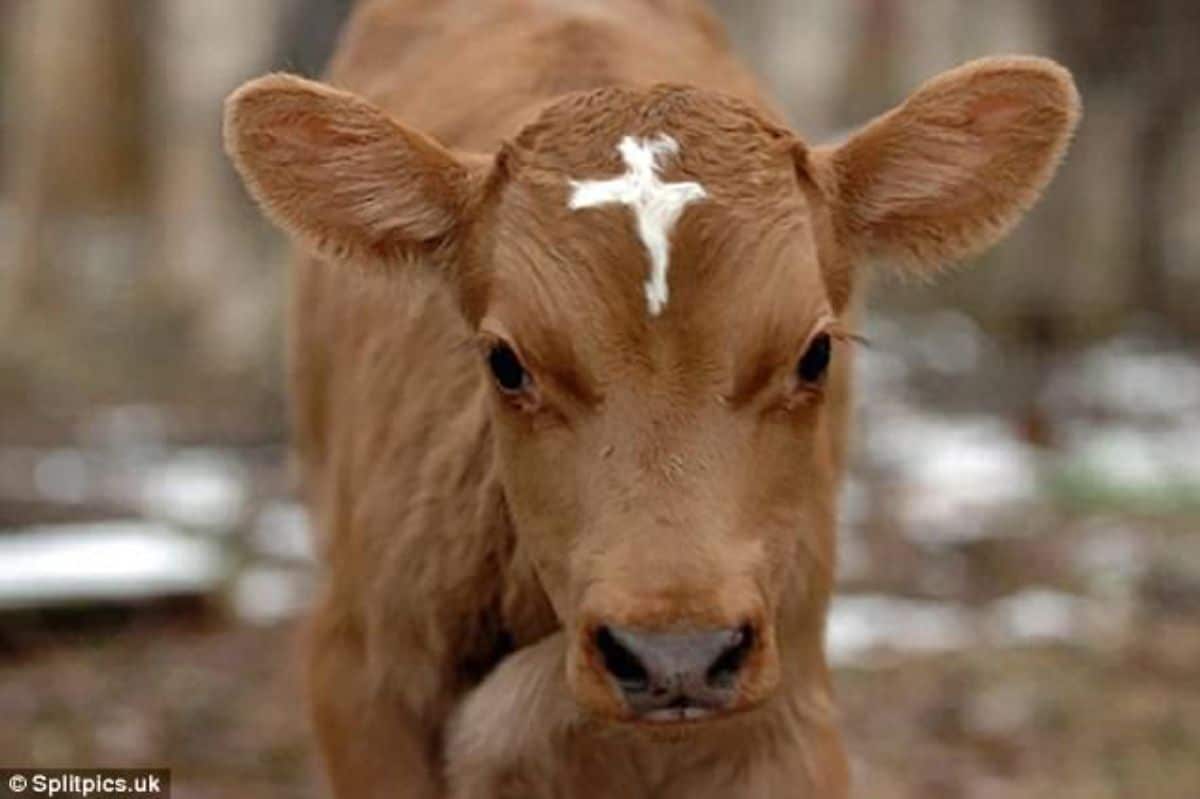 brown cow with a white cross on the forehead