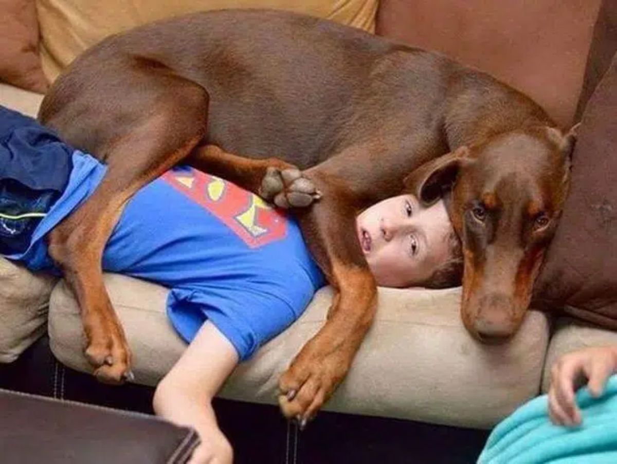 brown doberman laying on a boy laying on a brown sofa