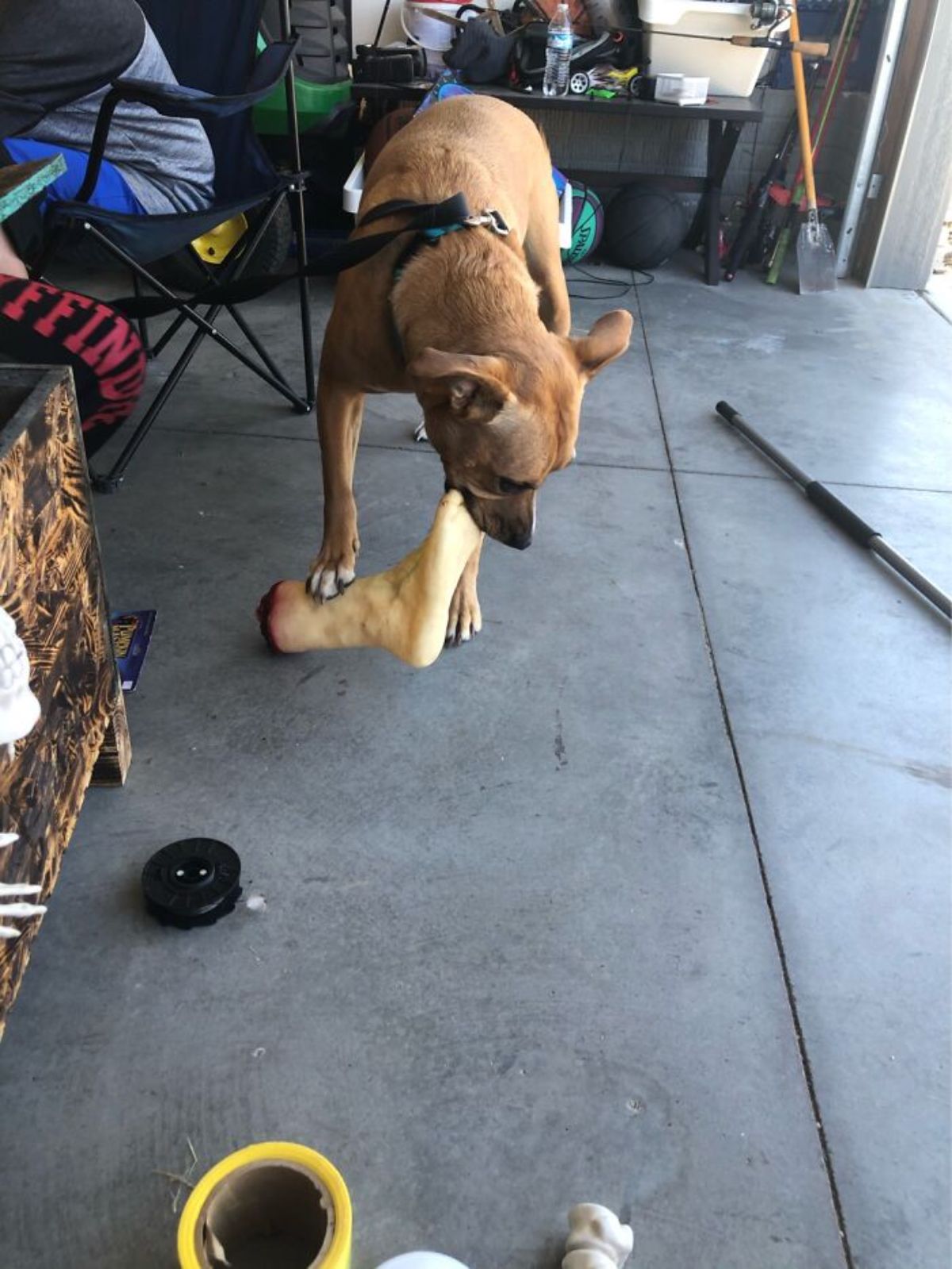 brown dog chewing on a fake leg from halloween decoration