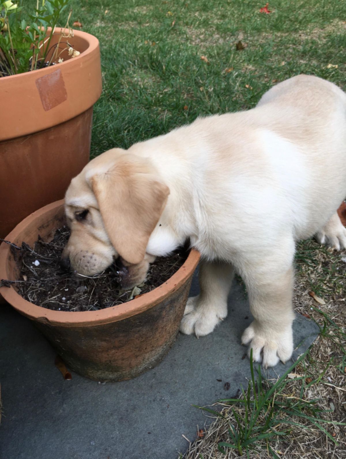 brown dog eating soil out of a brown plant pot