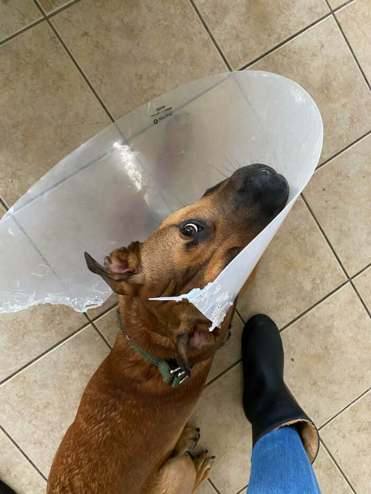 brown dog has chewed off half of a transparent elizabethan cone