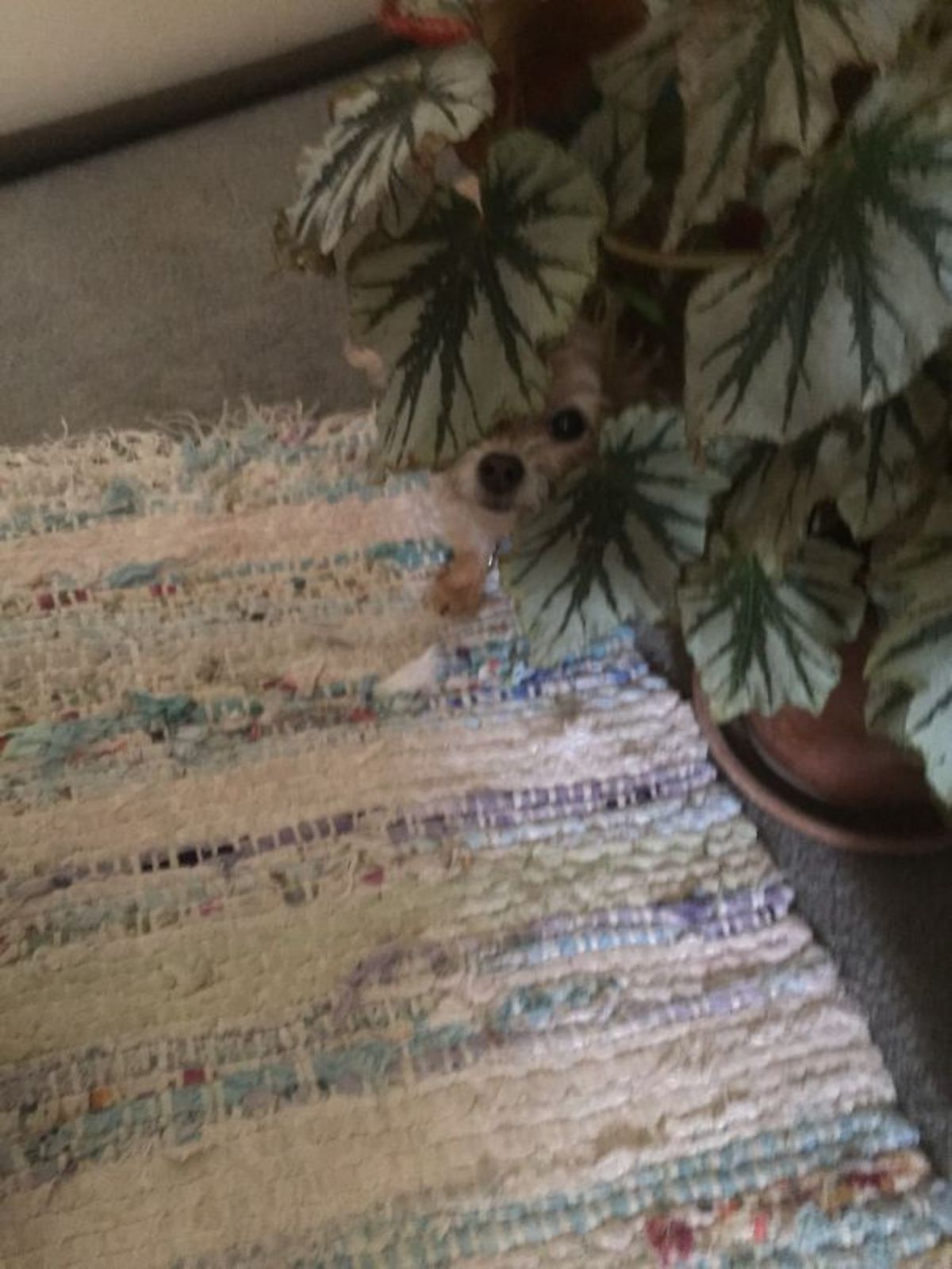 brown dog hiding behind big green leaves of a plant and standing on a white and blue rug