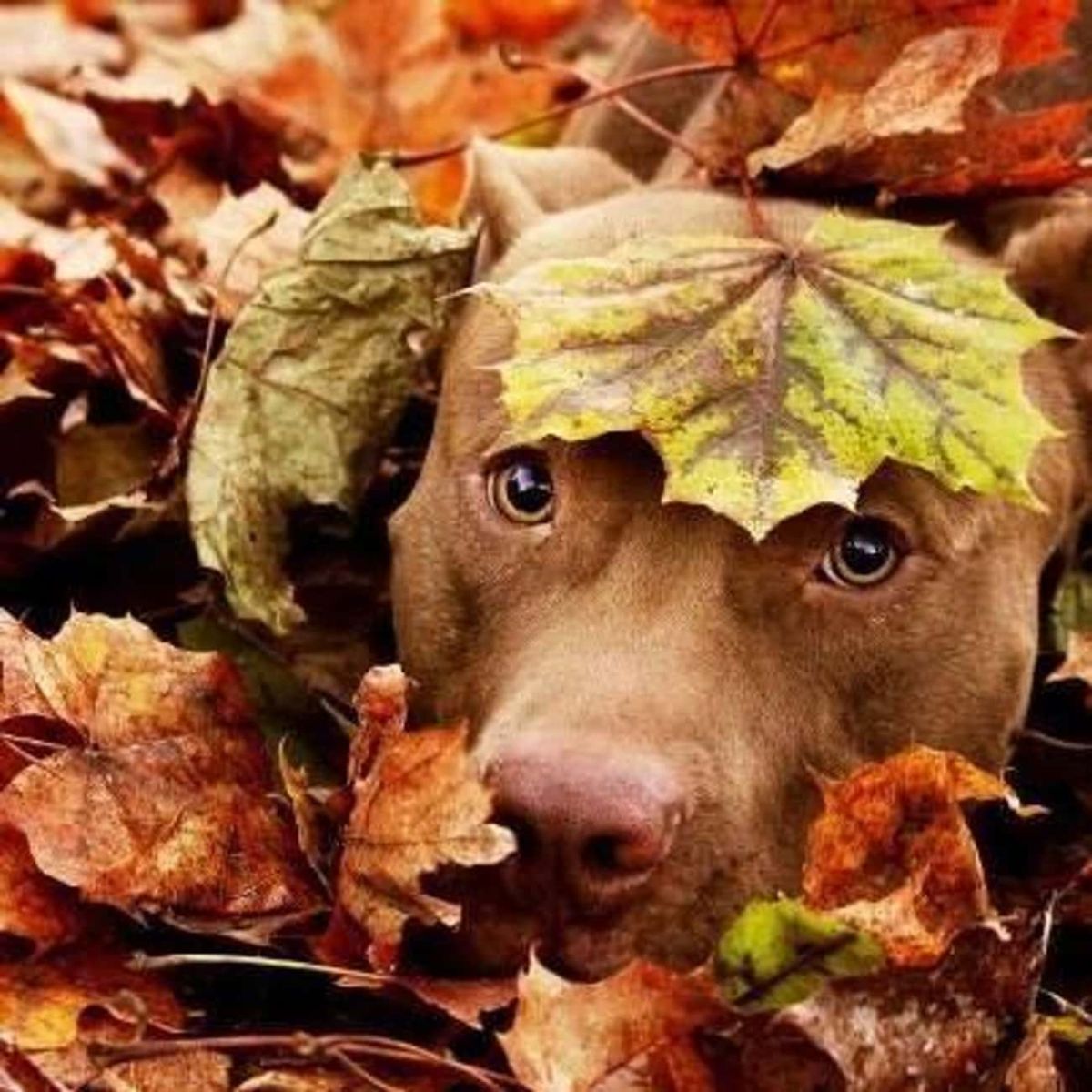 brown dog in a pile of green red and brown leaves with a black and green leaf on the forehead