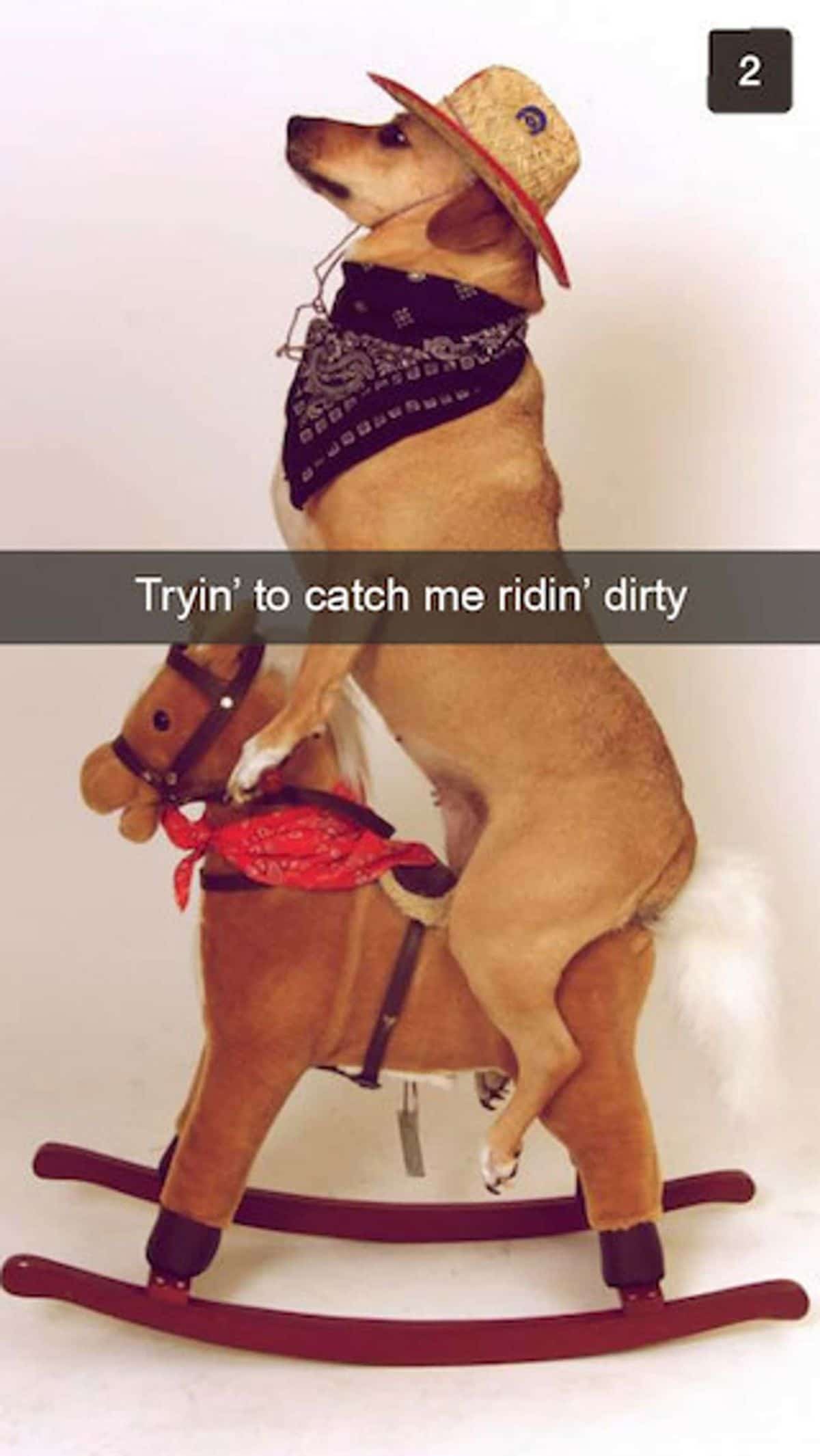 brown dog in blue bandana and straw cowboy hat riding a brown rocking horse with the caption Tryin' to catch me ridin' dirty