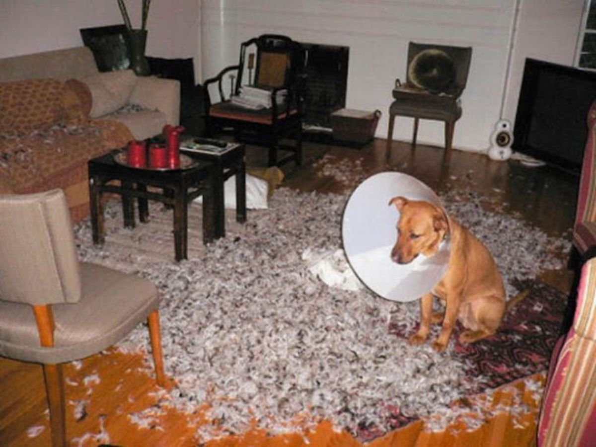 brown dog in white elizabethan cone sitting in a living room with a ripped up cushion with the fluff everywhere