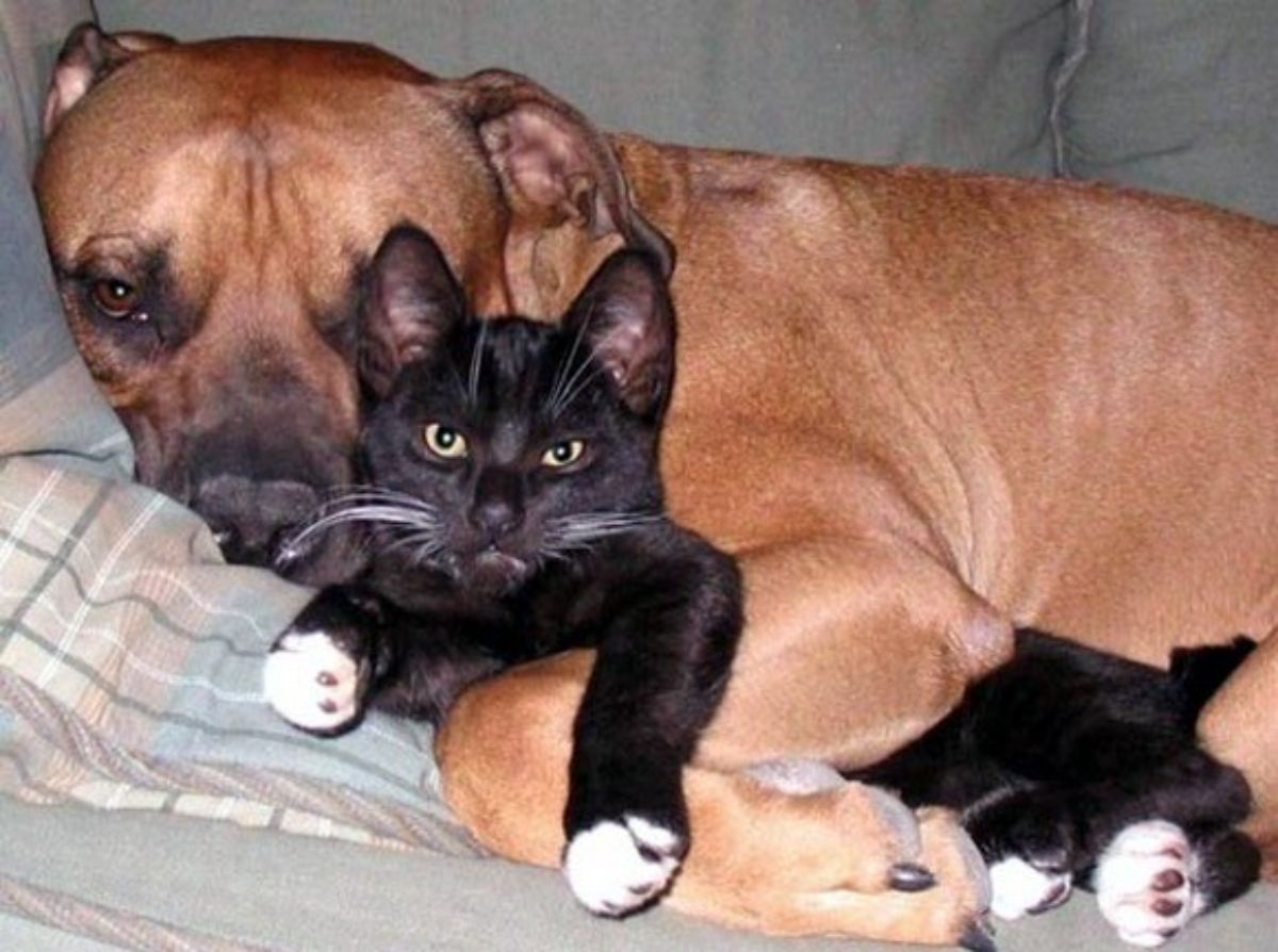 brown dog laying down cuddling a black cat with white paws