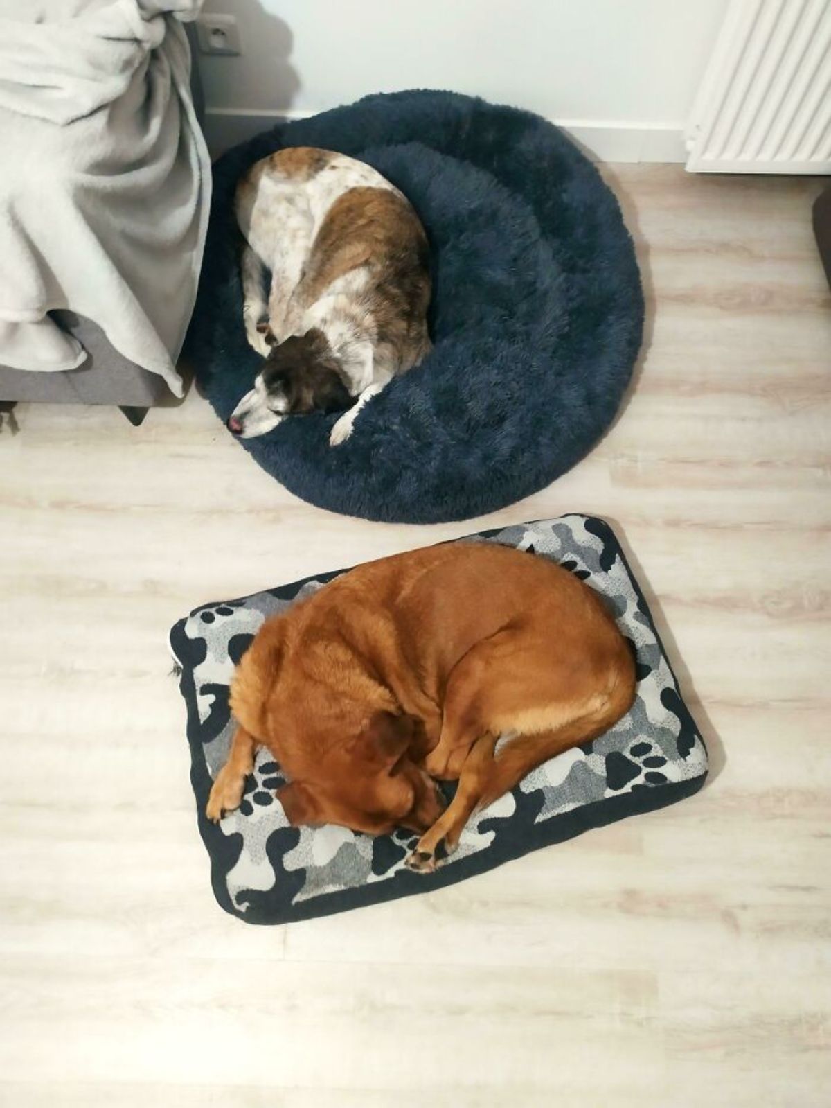 brown dog laying on a black white and grey dog bed and brow black and white dog sleeping on a dark blue dog bed