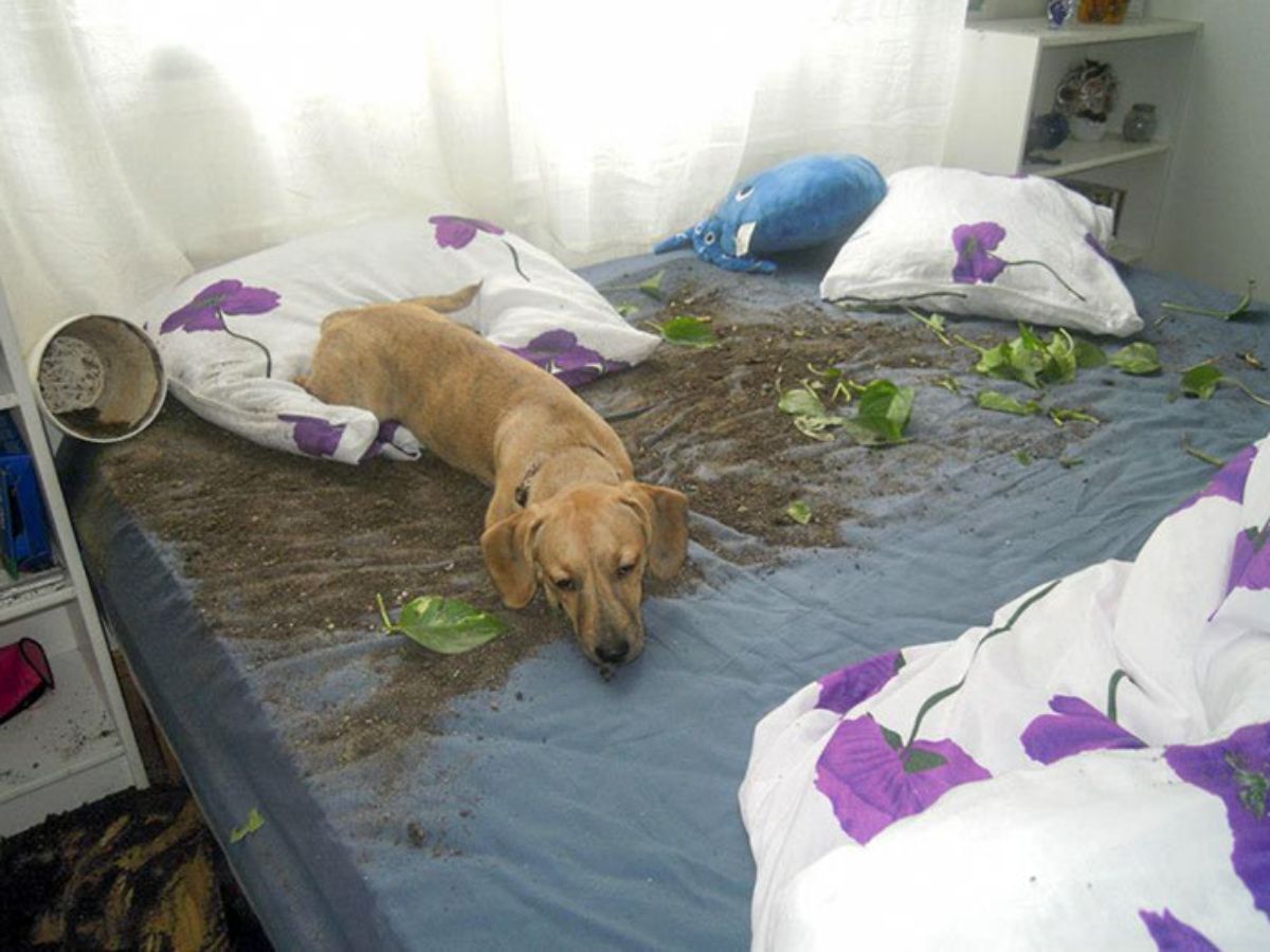 brown dog laying on a blue bed with soil and a broken plant on the bed