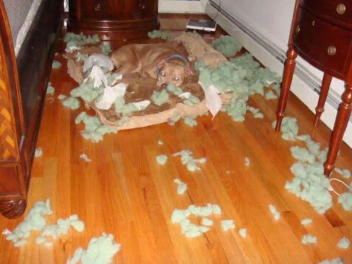 brown dog laying on brown dog bed with bits of green pillow fluff everywhere