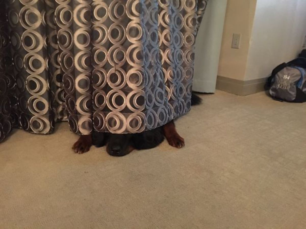 brown dog laying on floor with the eyes and part of the body behind a brown and blue curtain