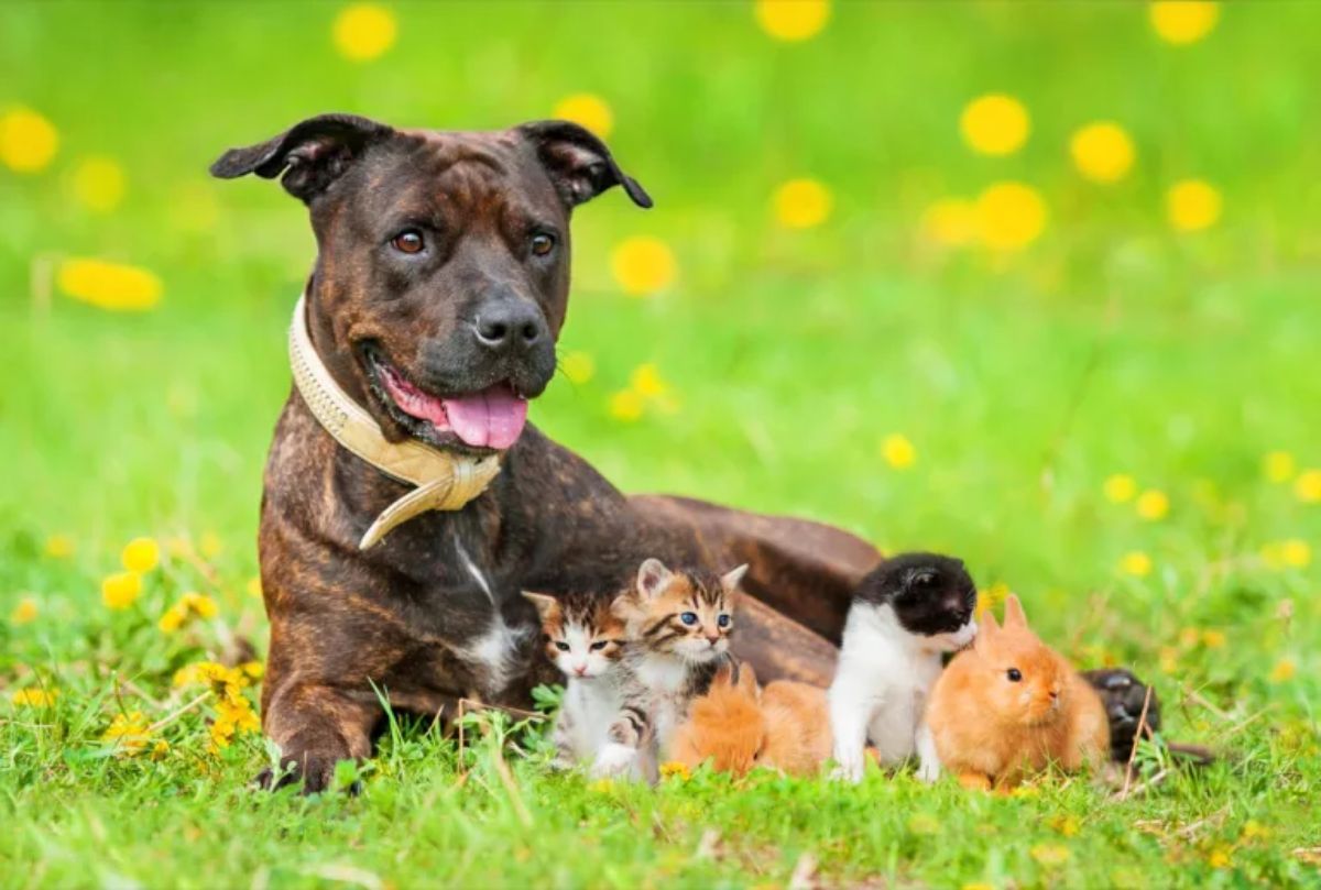 brown dog laying on grass with 2 brown black and white tabby kittens, 2 brown baby rabbits and a black and white kitten