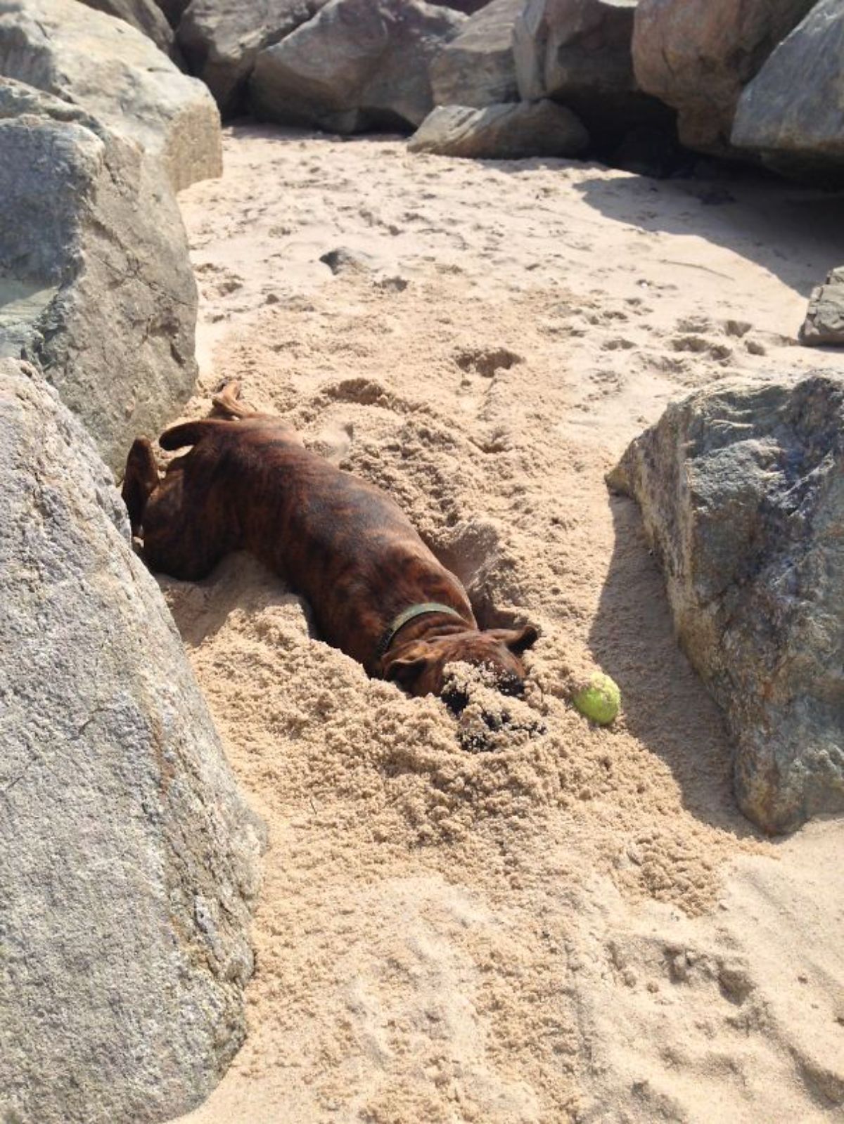 brown dog laying on sand with the face partially covered in some sand