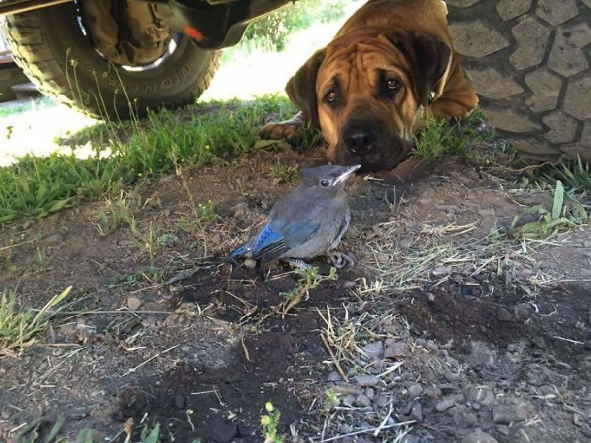 brown dog laying on the ground under a truck with a grey and blue bird in front of the dog