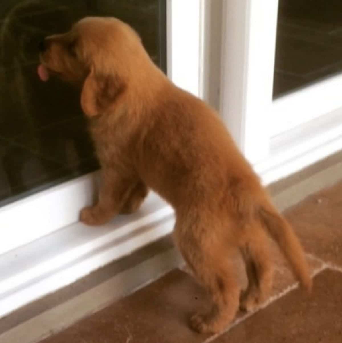 brown dog licking a glass door