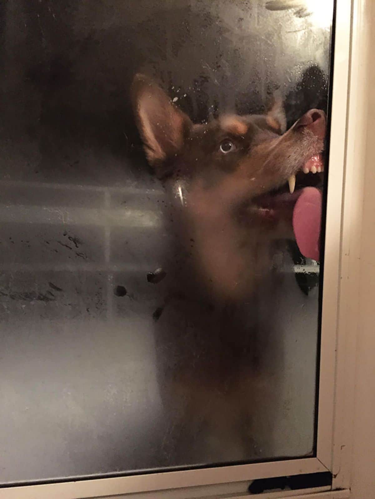 brown dog licking the glass of a door near the door handle