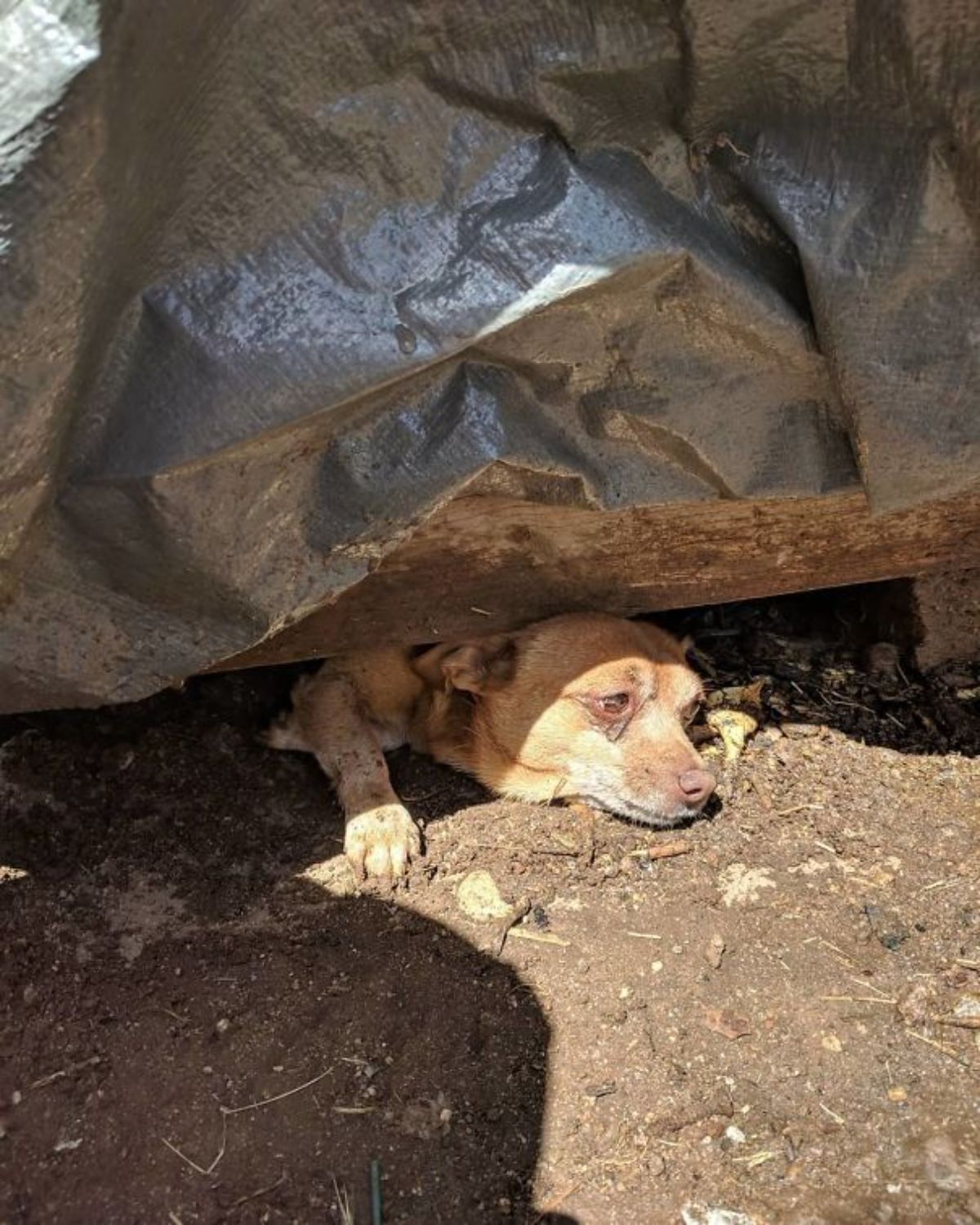 brown dog looking sad stuck under a house