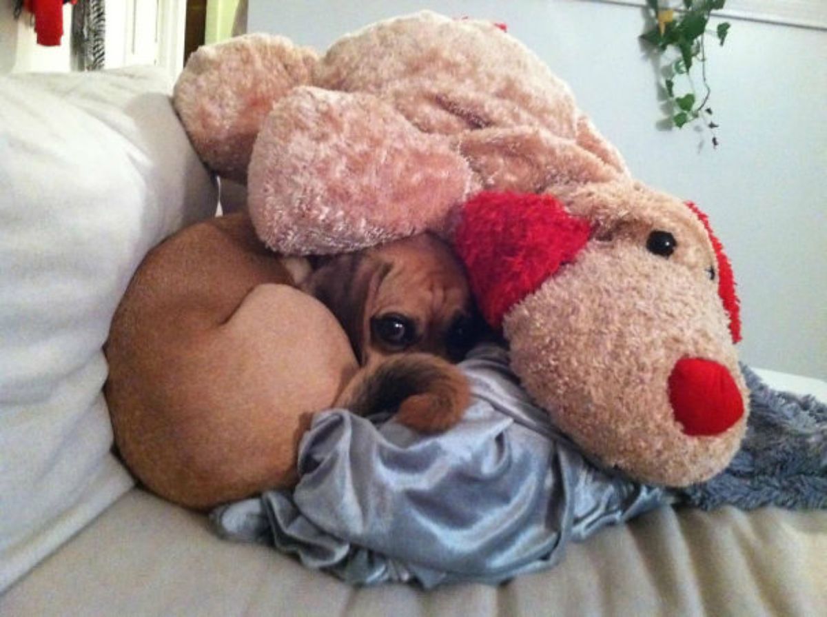 brown dog on a bed cuddled up with a grey blanket and a brown and red teddy bear
