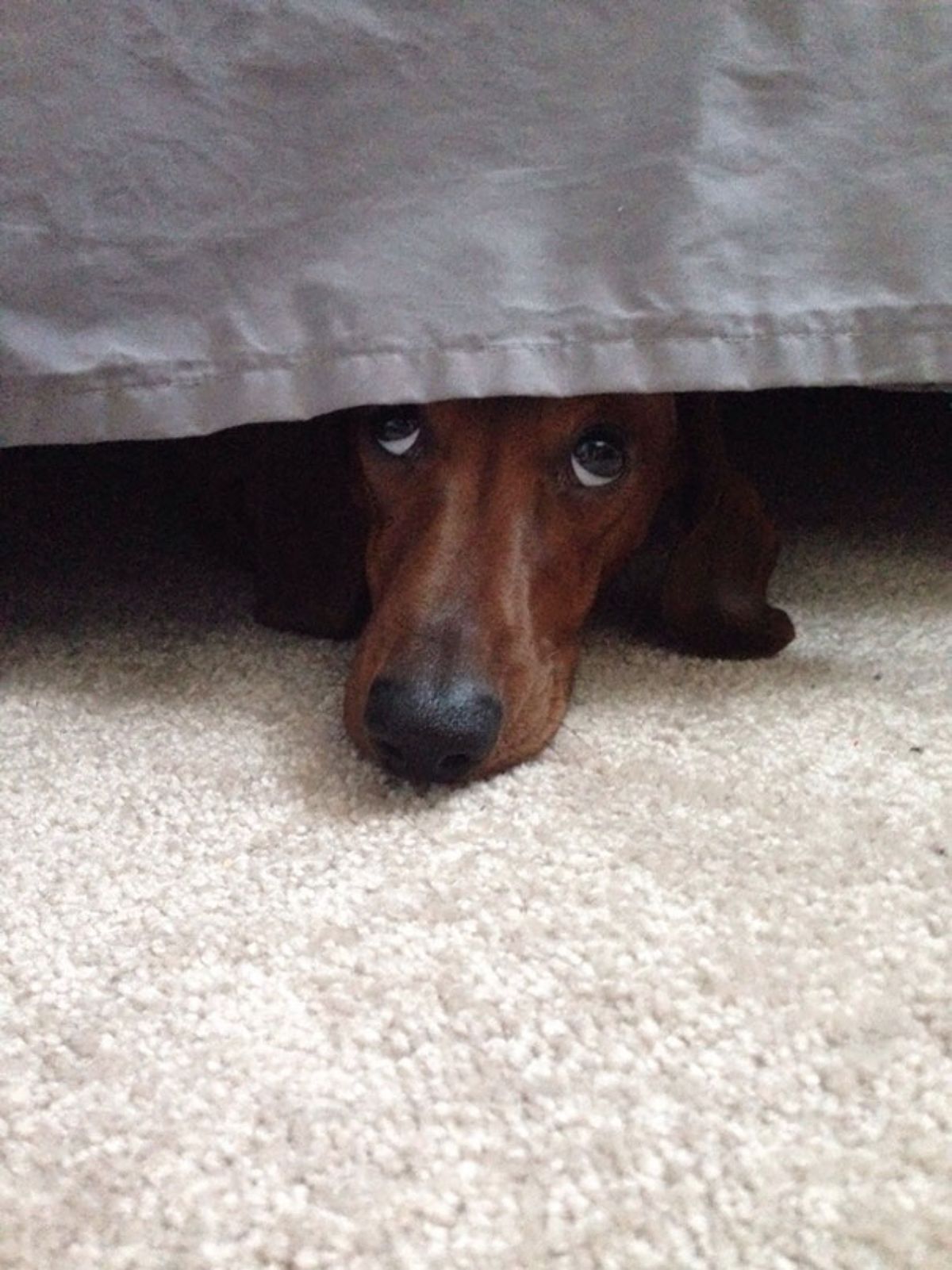 brown dog peeking out from under a grey material