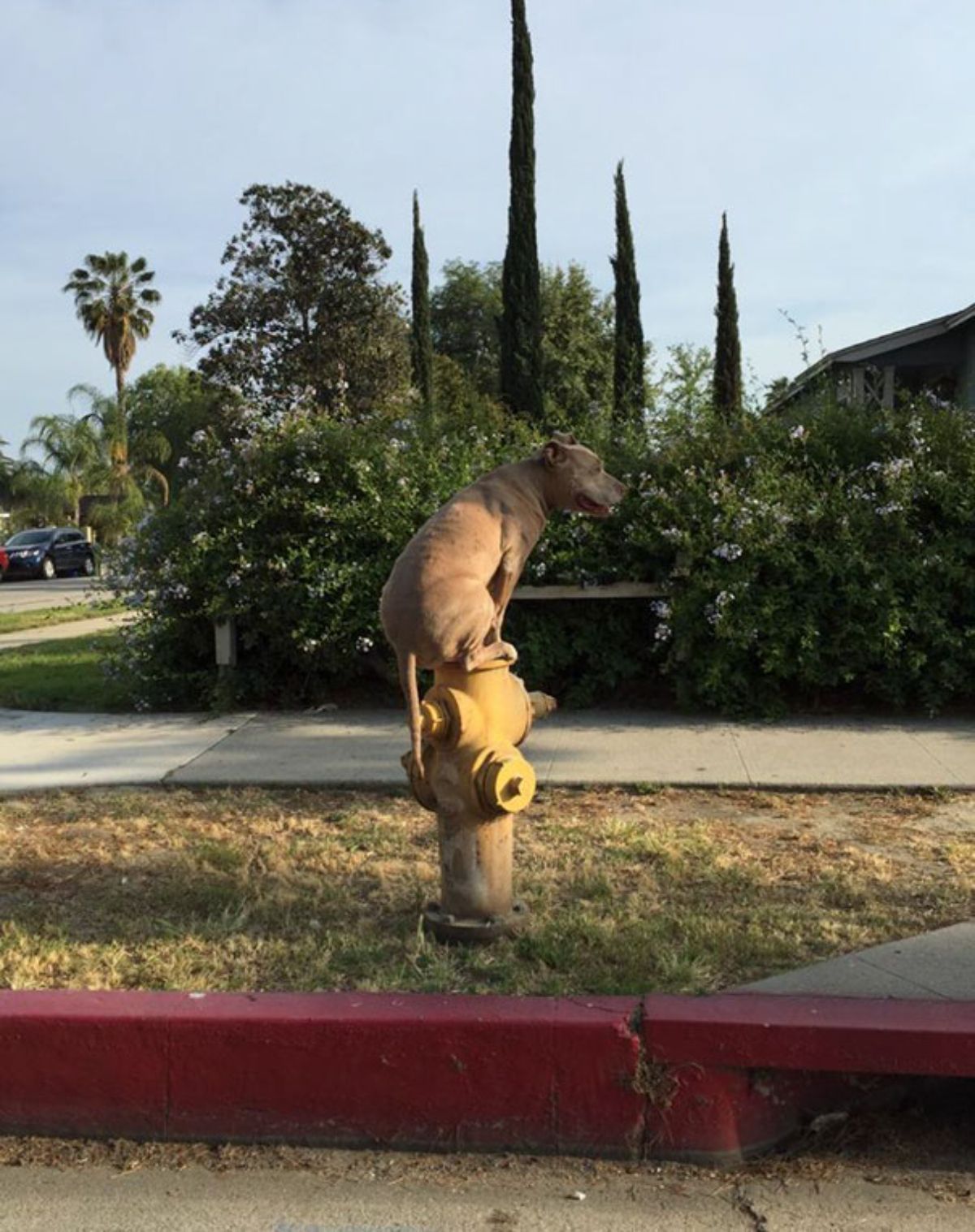 brown dog perched on a yellow fire extinguisher