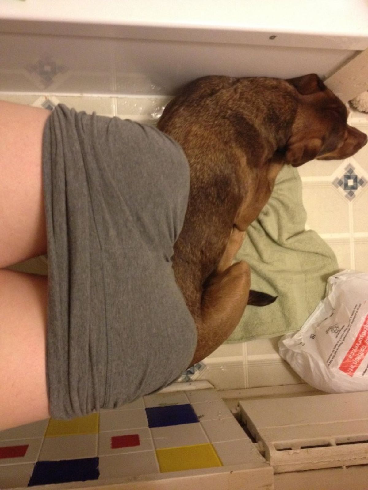 brown dog sitting at the feet of a person using the toilet