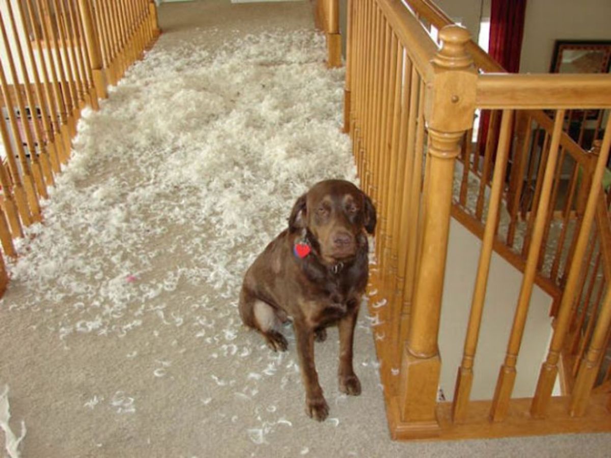 brown dog sitting in a corridor with lots of white pillow fluff behind it