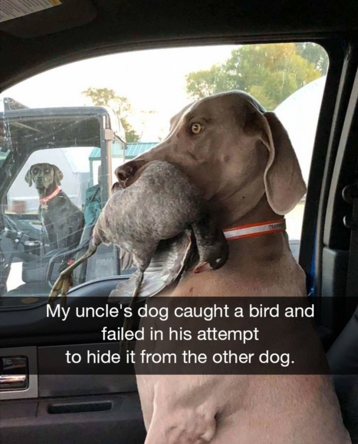 brown dog sitting in a vehicle holding a dead bird with a dog in a truck staring at it