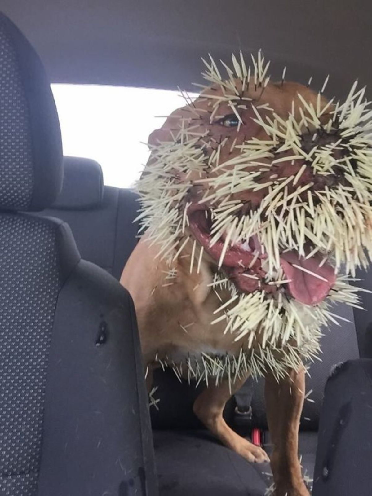 brown dog sitting in a vehicle with many porcupine quills stuck on the face and body