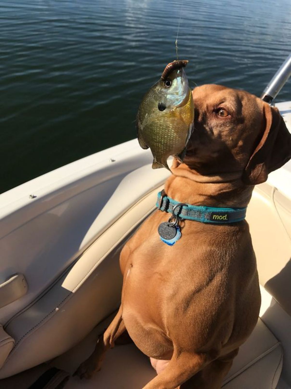 brown dog sitting in a white boat with a fish hitting the dog's face