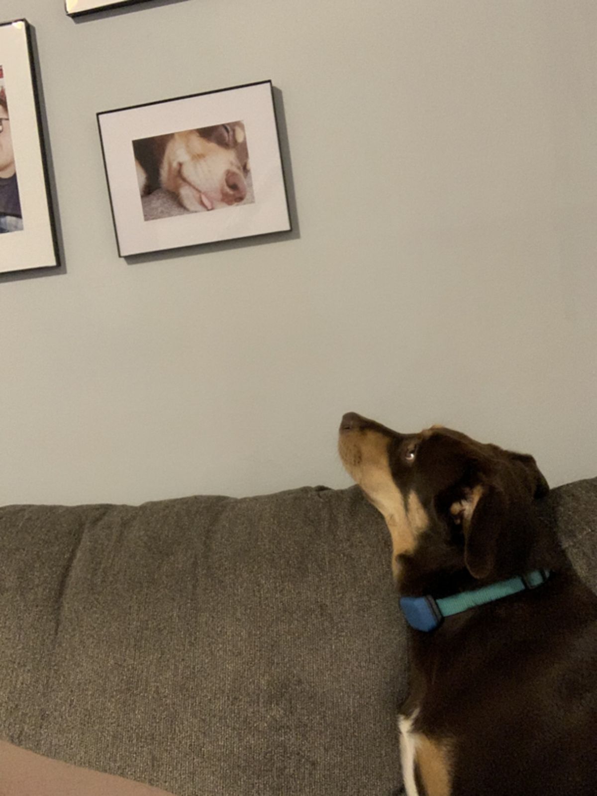 brown dog sitting on brown sofa looking up at framed photo on wall of the dog sleeping with the tongue sticking out