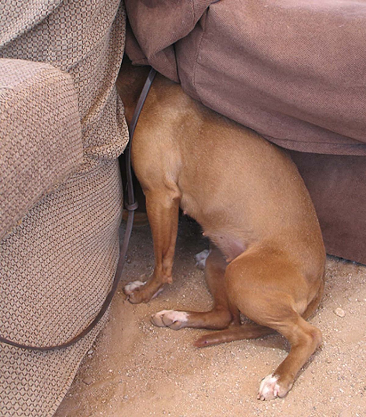 brown dog sitting on the floor with the face covered between 2 brown sofas