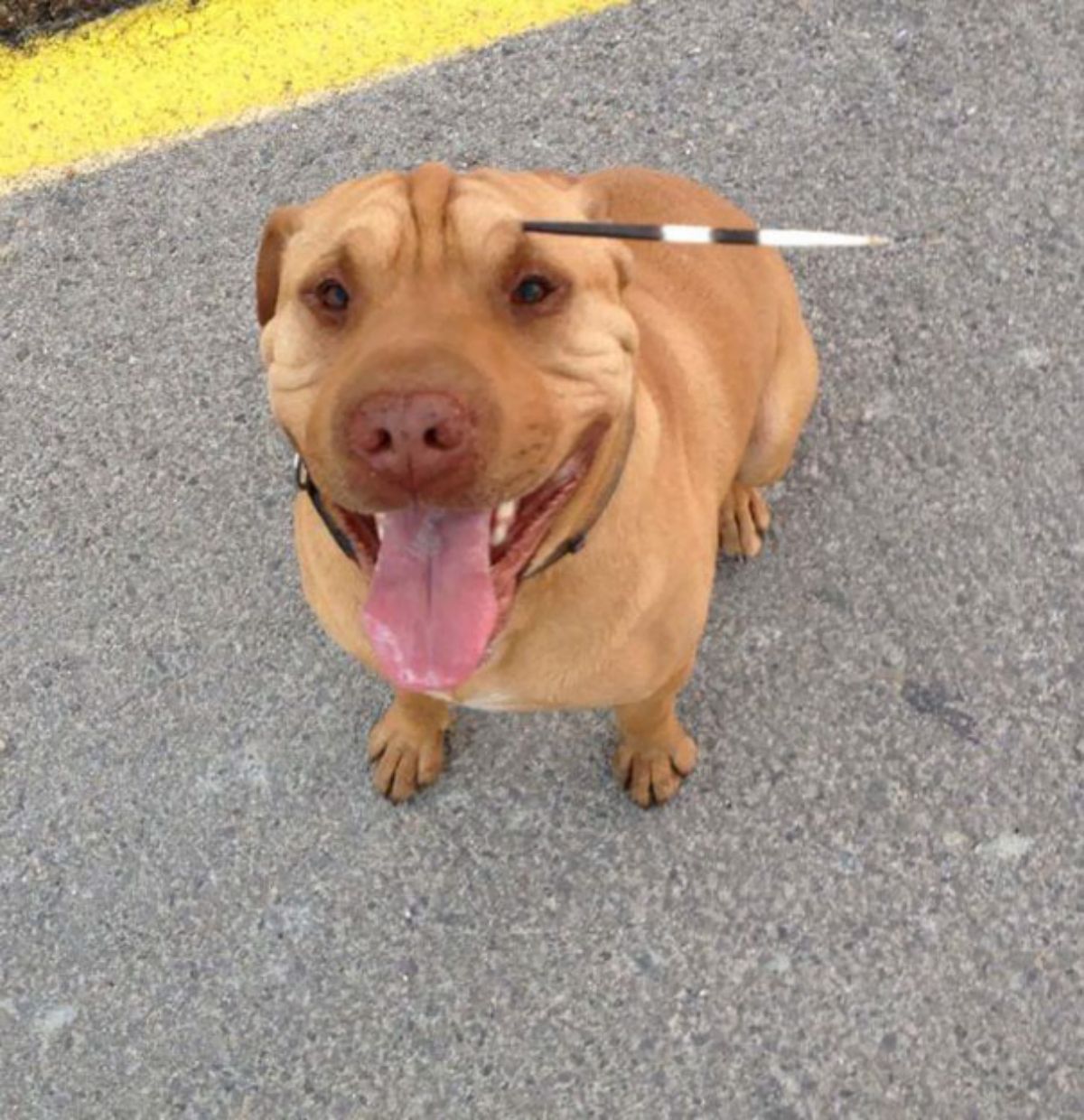 brown dog sitting on the road with a black and white long porcupine quill stuck over the left eye