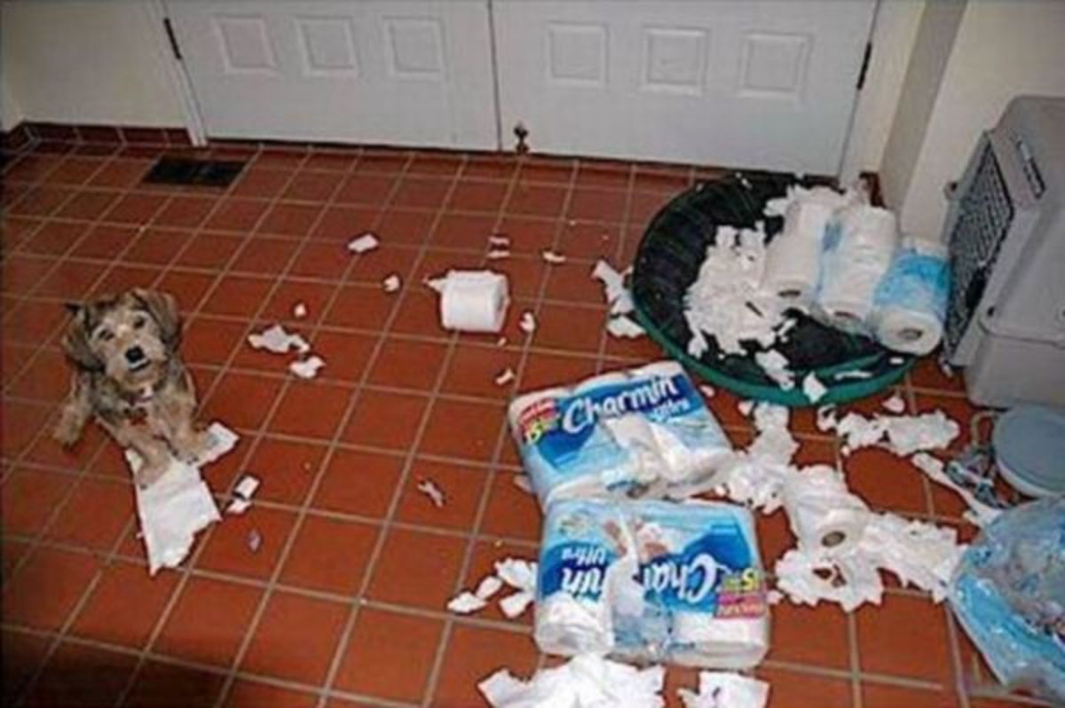 brown dog sitting with ripped up packs of toilet paper on the floor