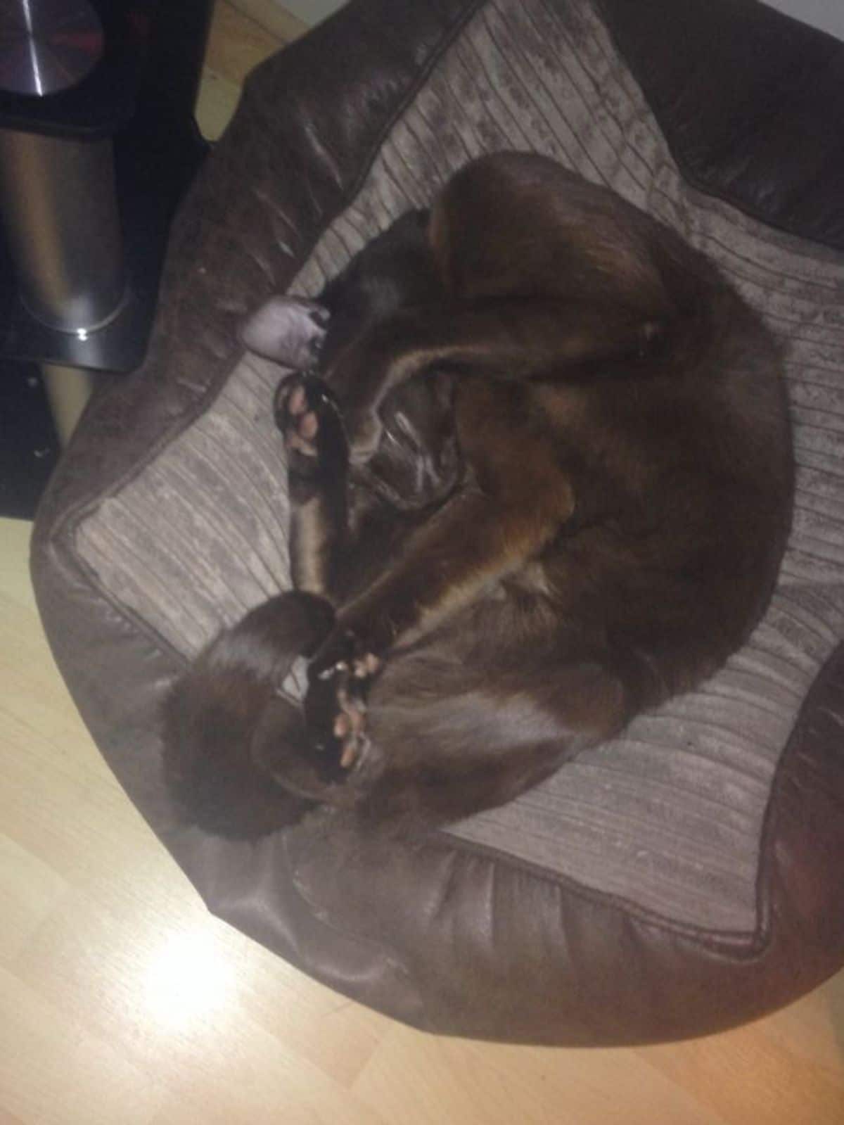 brown dog sleeping contorted on a grey and brown dog bed with a paw covering the eyes