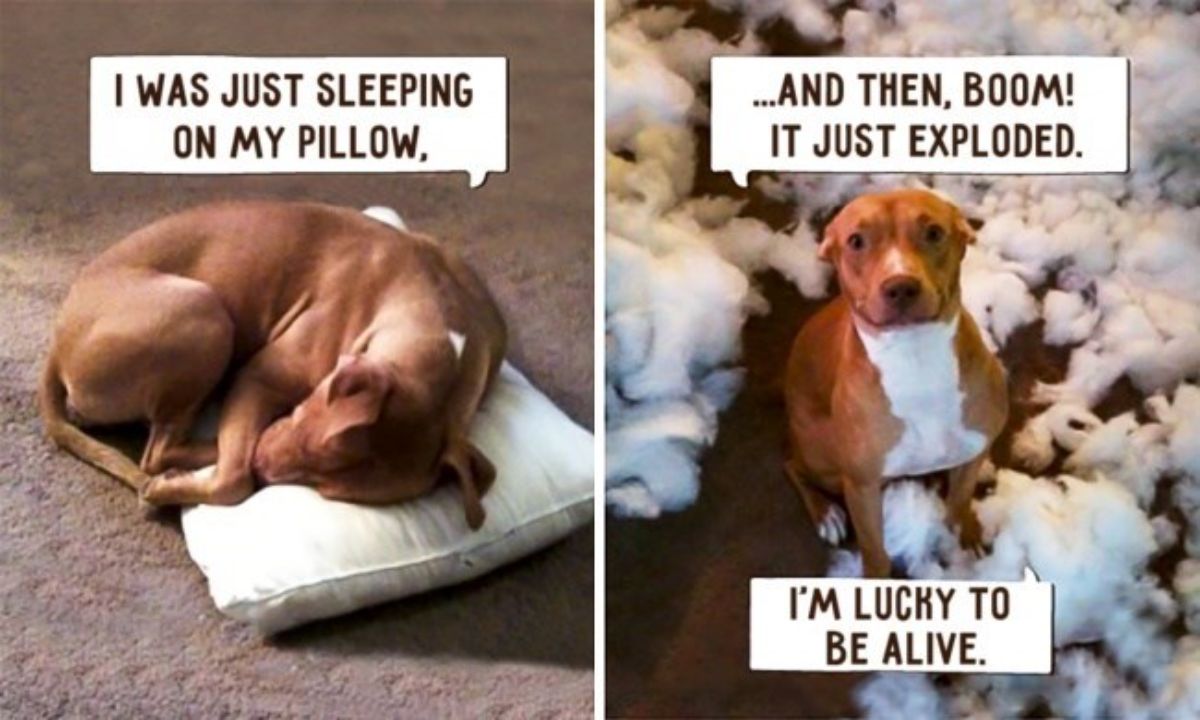 brown dog sleeping on white pillow and 1 photo of brown dog amid the pillow in pieces