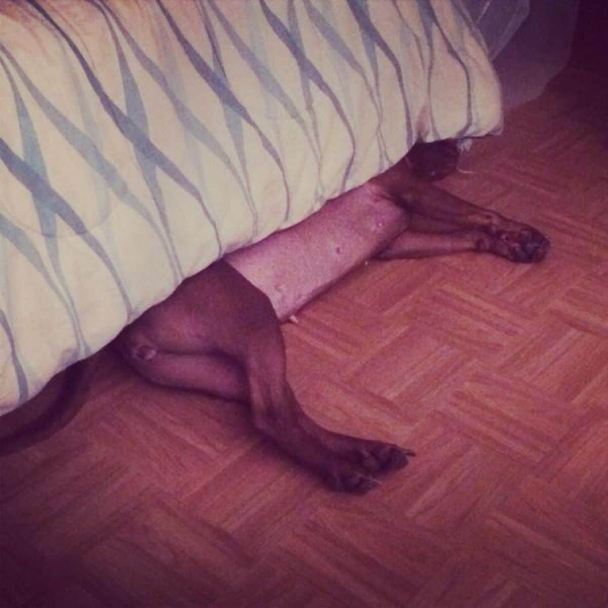 brown dog sleeping sideways on brown floor with the back and top of head under the bed