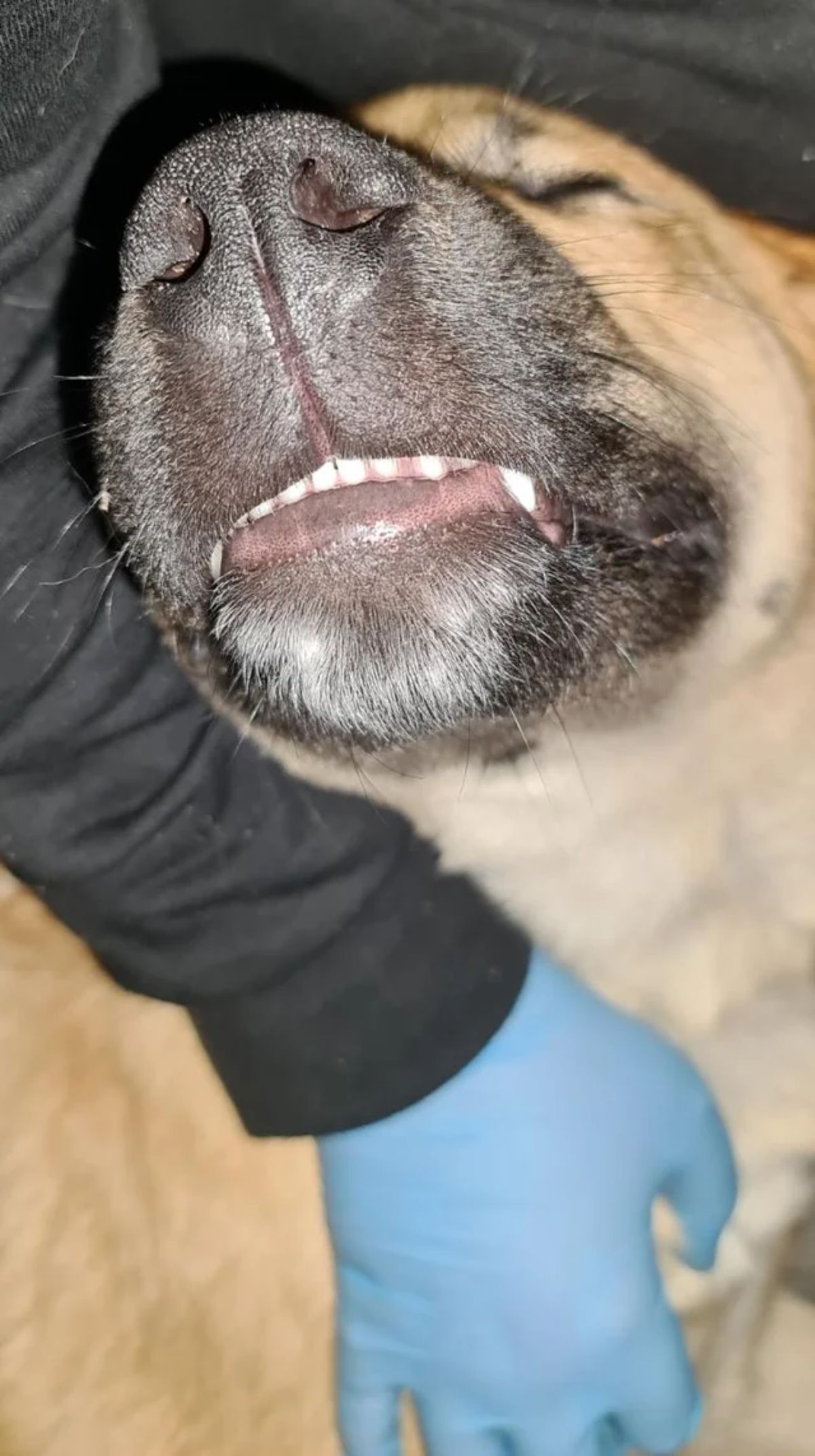 brown dog sleeping with the teeth showing