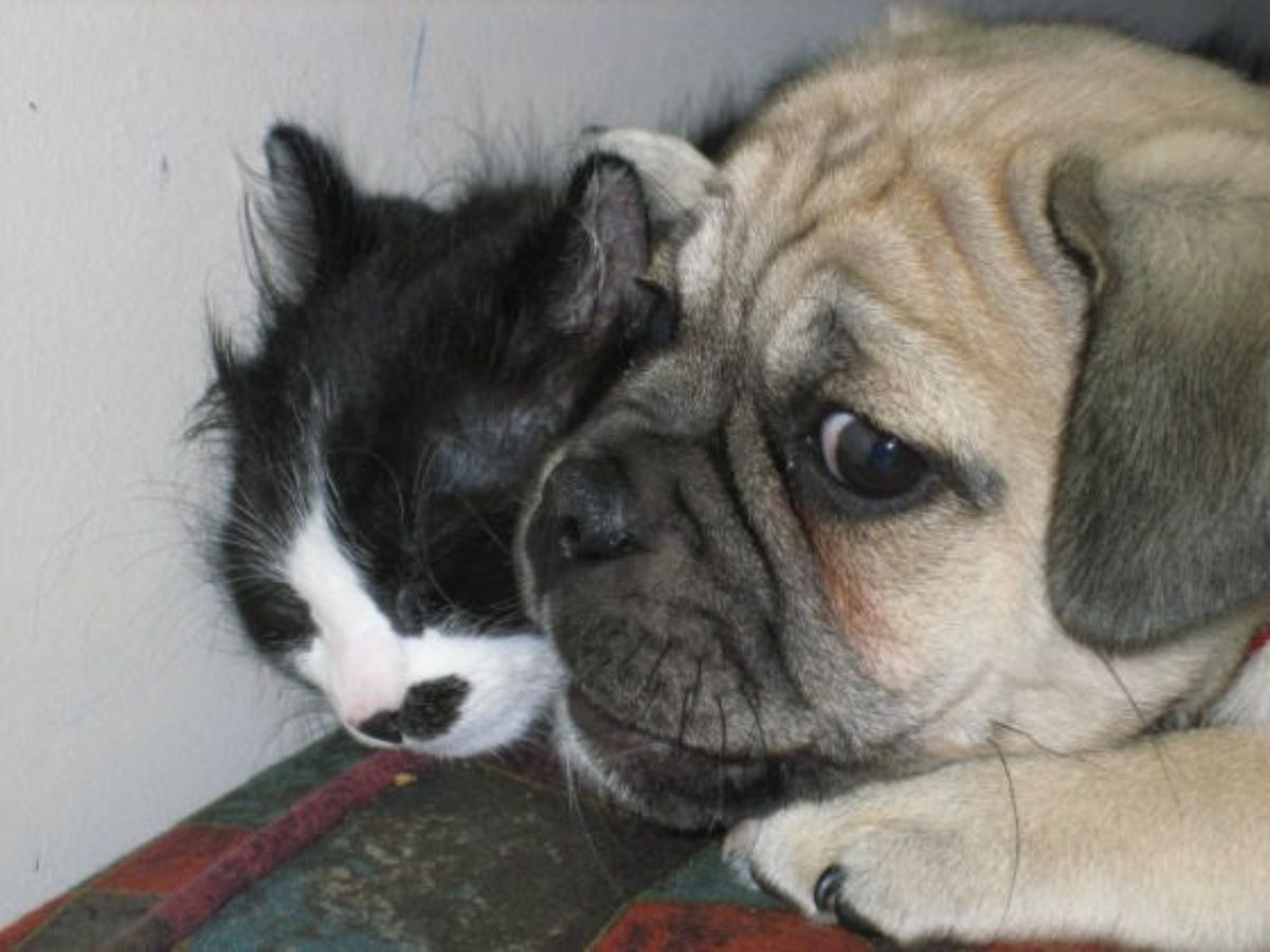 brown dog squishing black and white cat's face against a wall in a cuddle