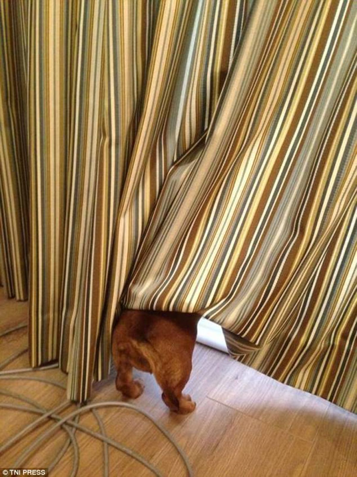 brown dog standing on hind legs with the top half behind a brown and white curtain