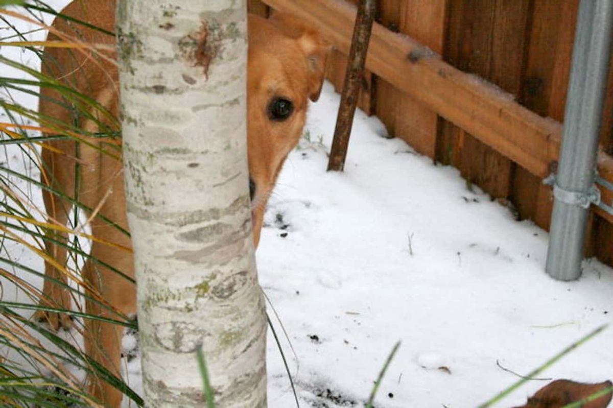 brown dog standing on snow behind a slim grey tree branch with one half of the face hidden