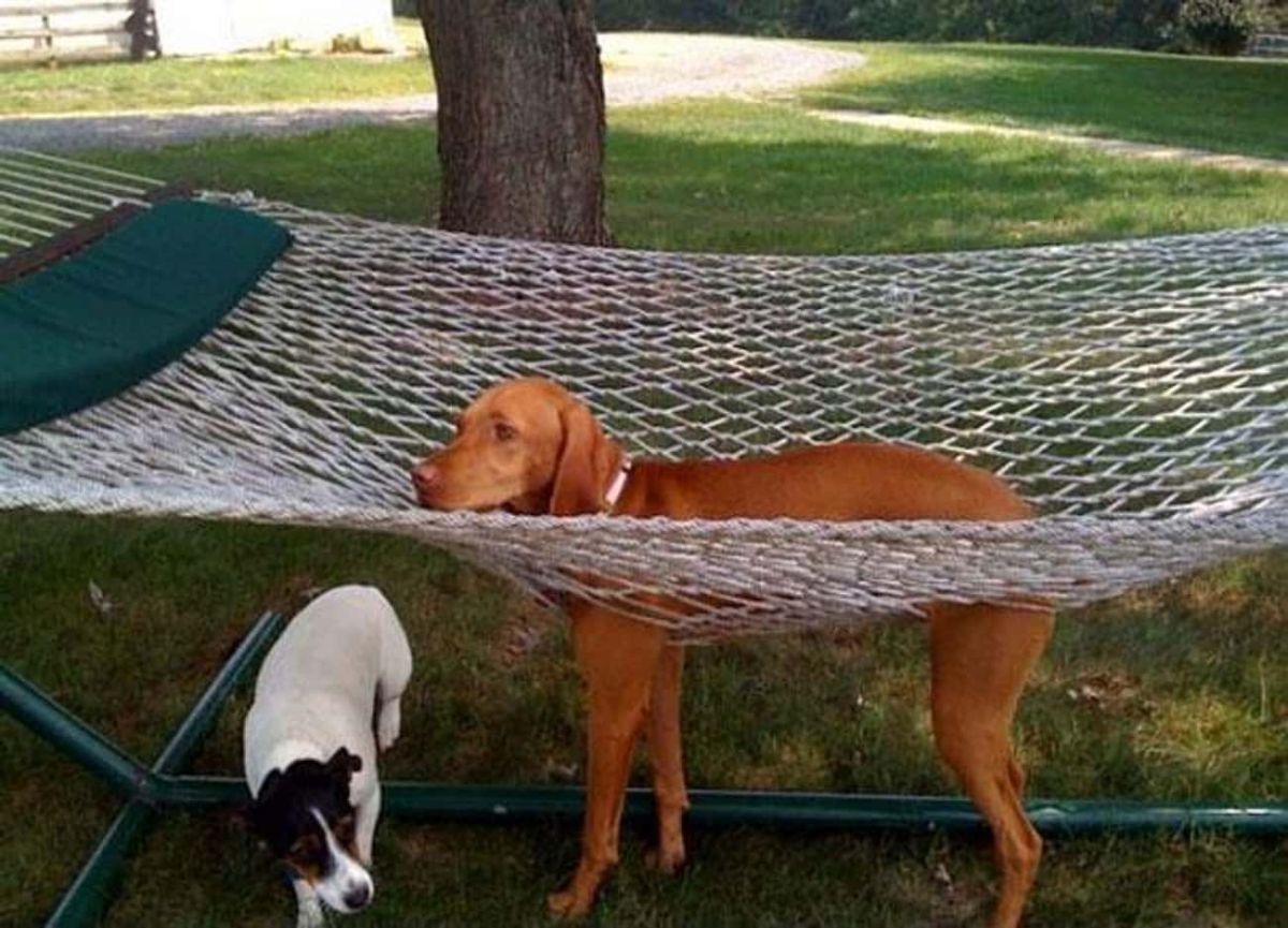 brown dog standing stuck in a white net hammock with a black and white dog under the hammock