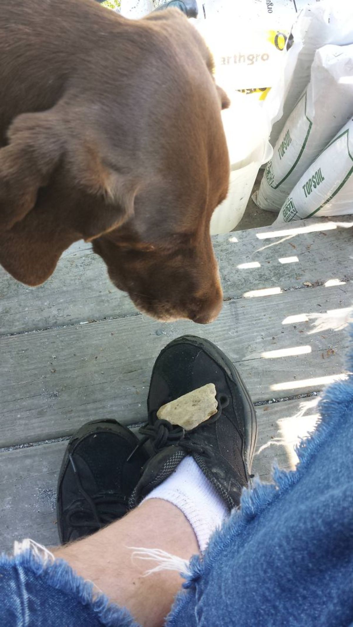 brown dog staring at a rock on a person's black shoe