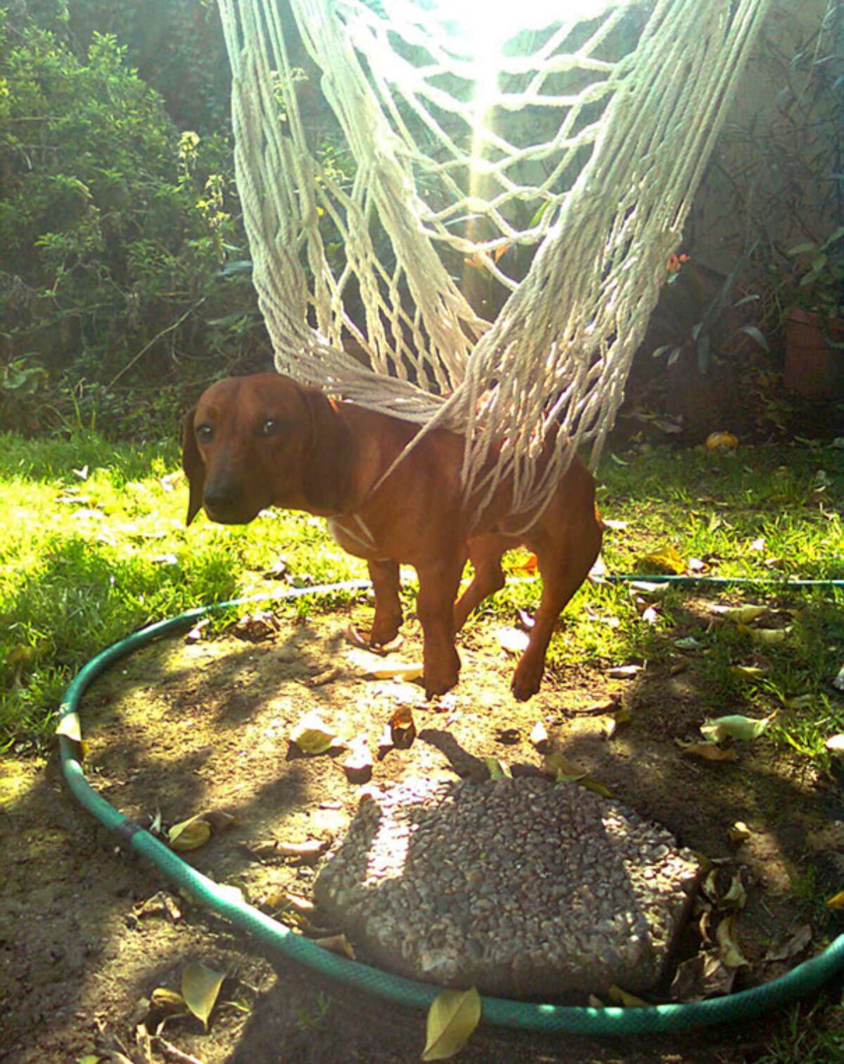brown dog stuck through a white net hammock and suspended above the ground