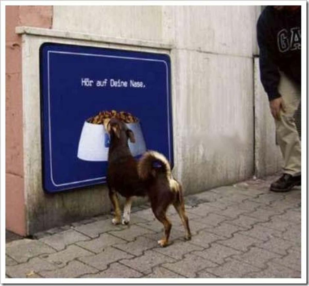 brown dog trying to eat a bowl of dog food on a blue poster on a white wall