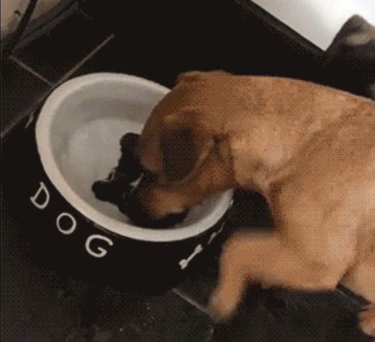 brown dog trying to eat the printed brown bone at the bottom of a white bowl filled with water