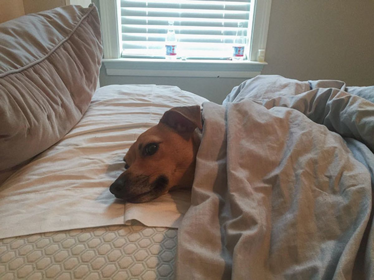 brown dog tucked under a white blanket on a white bed
