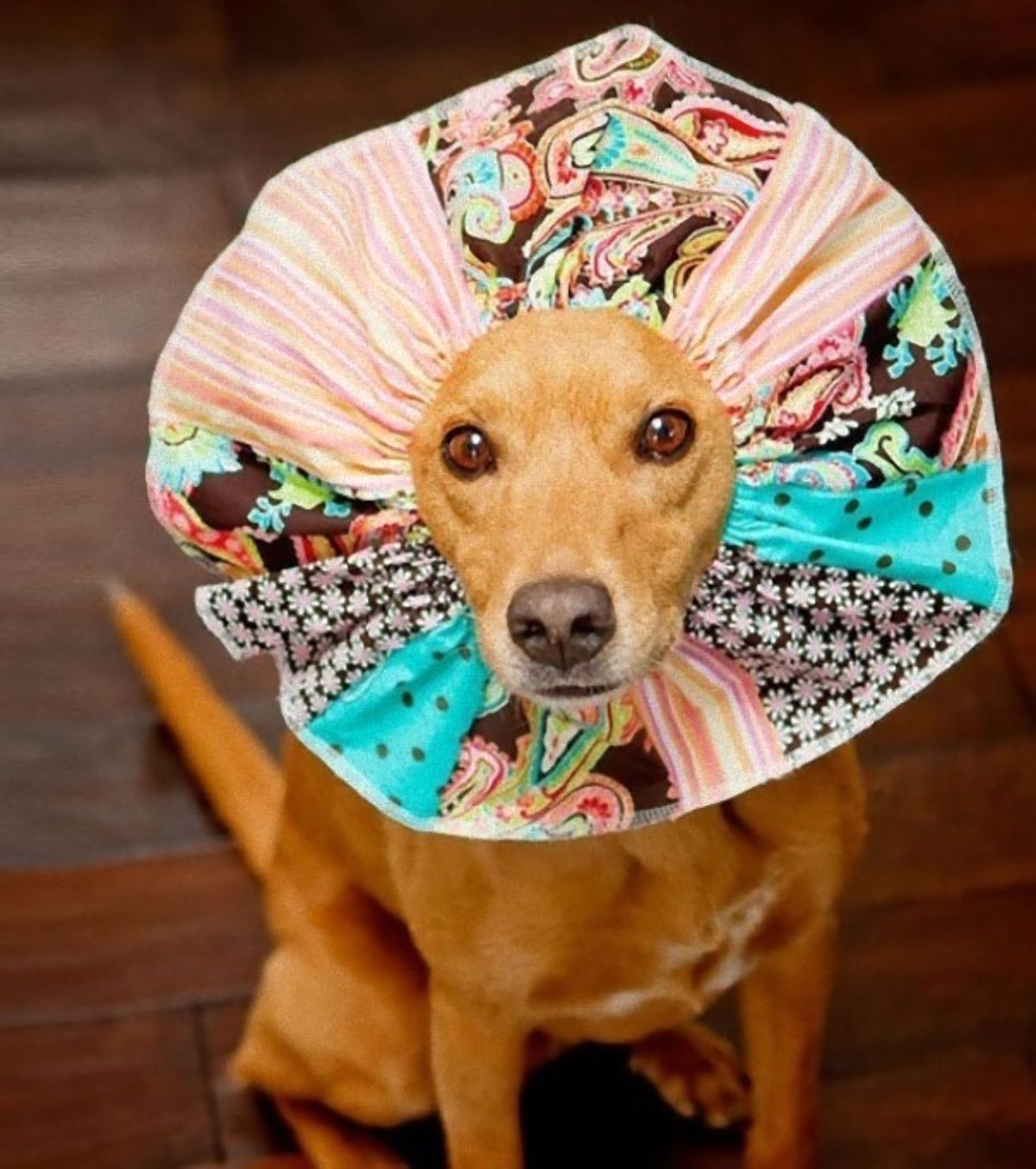 brown dog wearing a cone of shame covered in colourful cloth