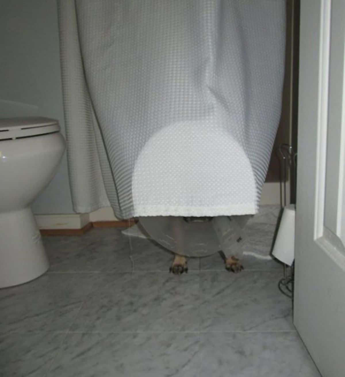 brown dog wearing a plastic elizabethan cone standing in a bathroom with the top half covered behind a white curtain